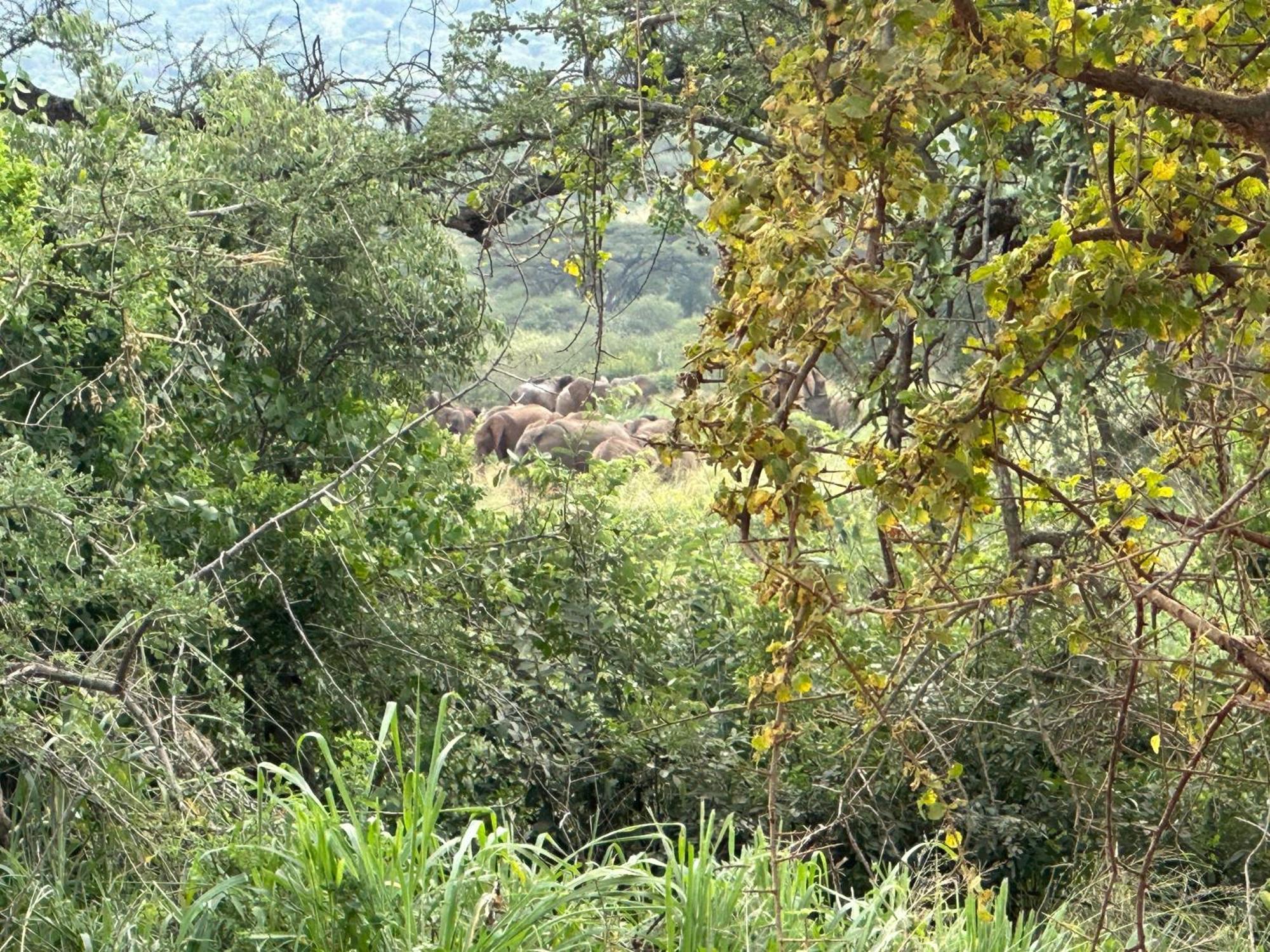 Mkomazi Hotels And Camps Hegoma 外观 照片